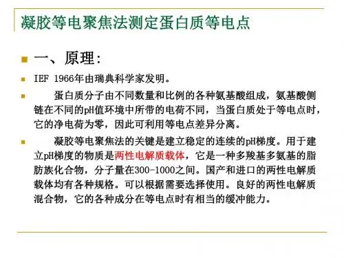 生物化学实验@凝胶等电聚焦法测定蛋白质等电点