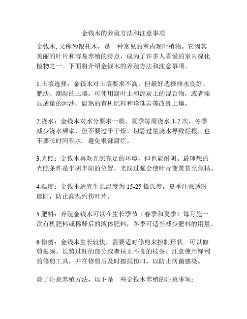 金钱木的养殖方法和注意事项
