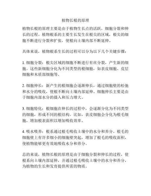 植物长根的原理