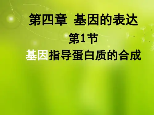 高中生物《第四章 第一节 基因指导蛋白质的合成》课件4 新人教版必修2