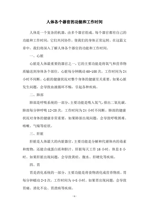 人体各个器官的功能和工作时间