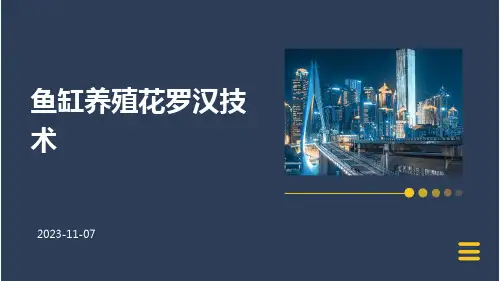 鱼缸养殖花罗汉技术