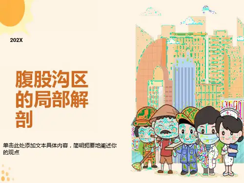 腹股沟管解剖
