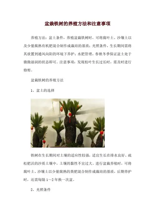 盆栽铁树的养殖方法和注意事项