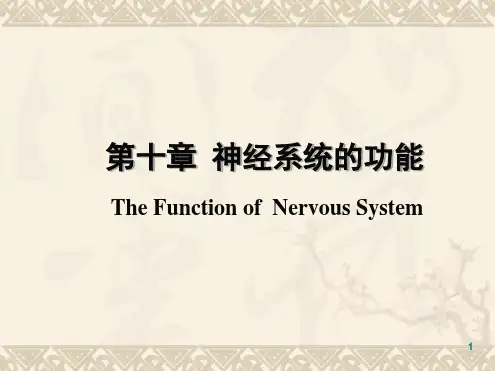 神经系统的功能PPT课件