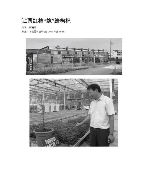 让西红柿“嫁”给枸杞