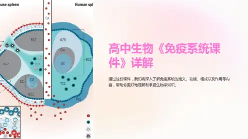 高中生物《免疫系统课件》详解