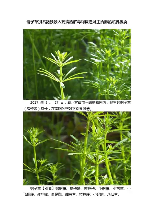 锯子草别名猪殃殃入药清热解毒利尿通淋主治肺热咳乳腺炎