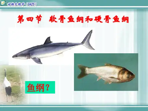 纲硬骨鱼类