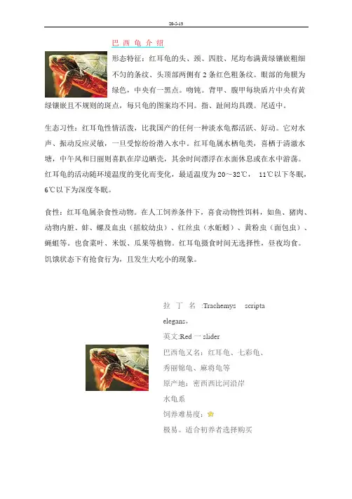 巴 西 龟 介 绍