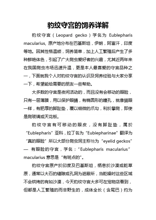 豹纹守宫的饲养详解