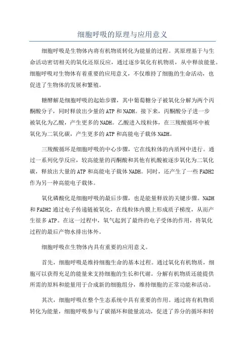 细胞呼吸的原理与应用意义