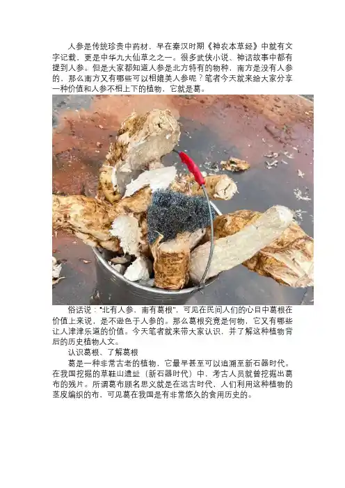 俗话说：“北有人参,南有葛根”,葛根是何物？凭什么媲美人参？