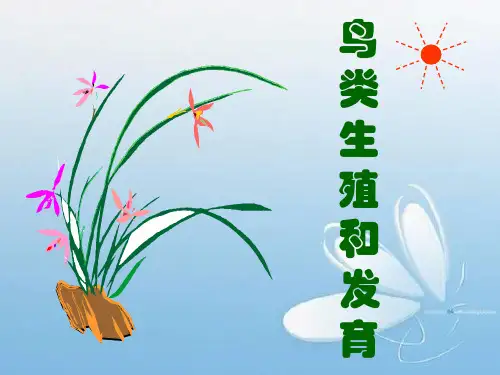 苏教版 八年级下册 生物 第8单元 第二十一章 第五节 鸟类生殖和发育课件 