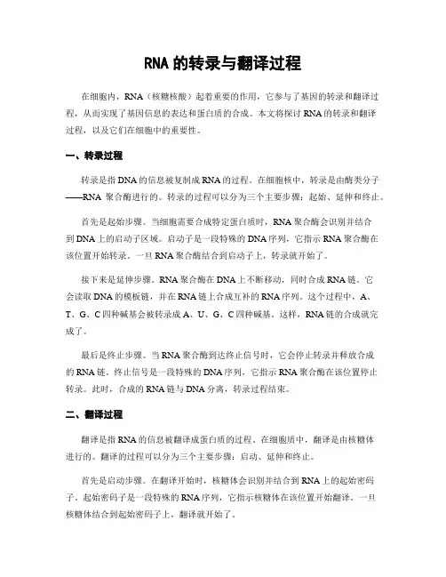 RNA的转录与翻译过程