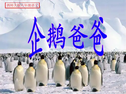 西南师大版六年级语文下册《三单元  10 企鹅爸爸》课件_25