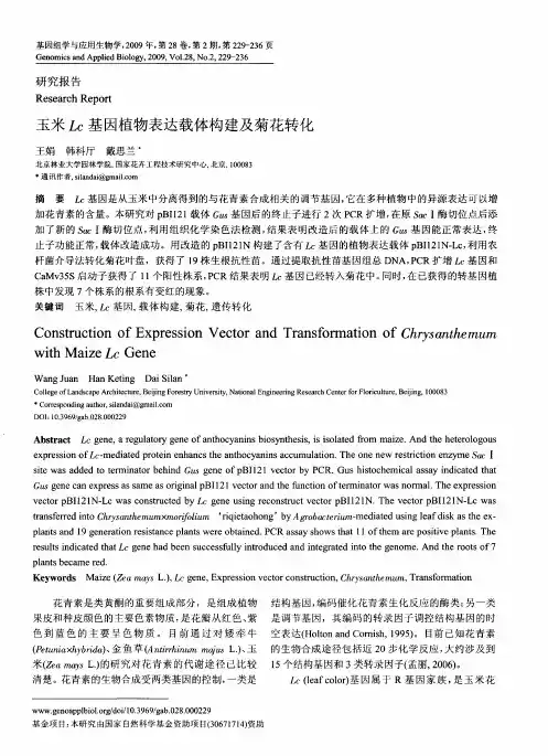 玉米￡c基因植物表达载体构建及菊花转化