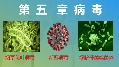 第五章病毒课件人教版生物八年级上册