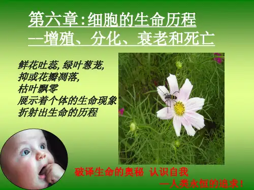 细胞分裂.ppt  (高一新课标)