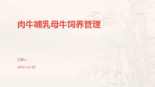 肉牛哺乳母牛饲养管理