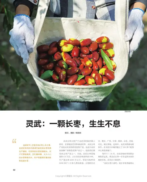灵武：一颗长枣，生生不息