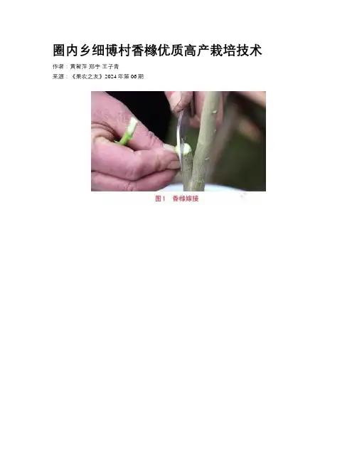 圈内乡细博村香橼优质高产栽培技术