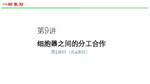 2025届高三生物一轮深度复习课件12：细胞器之间的分工合作(共27张PPT)