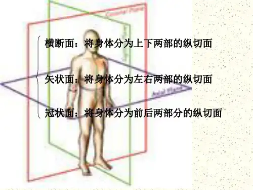 颅脑断层解剖-最全最强ppt课件.ppt