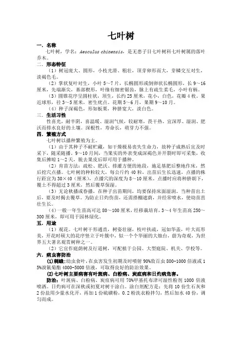 七叶树