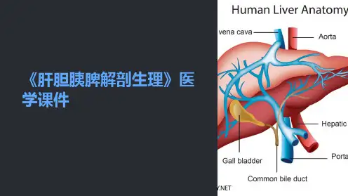 《肝胆胰脾解剖生理》医学课件