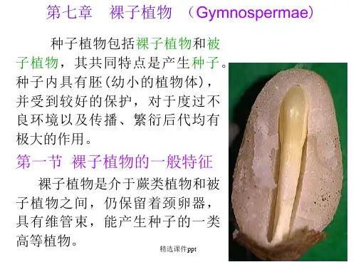 第七章裸子植物ppt课件