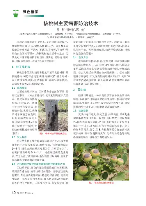 核桃树主要病害防治技术