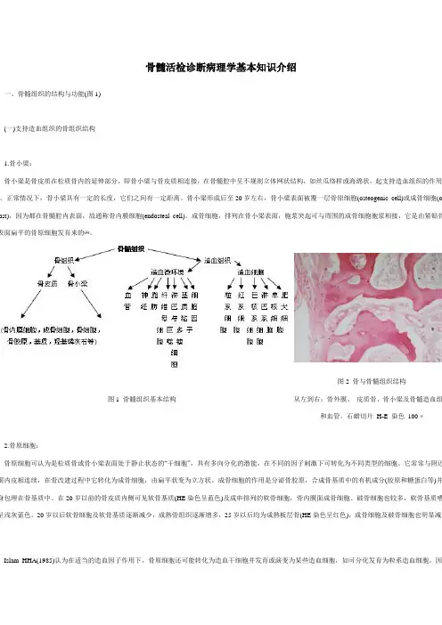 骨髓活检诊断病理学基本知识介绍[1]