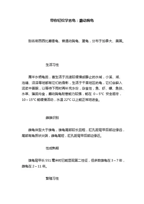 带你轻松学养龟：麝动胸龟