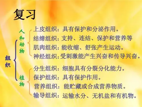 4章2节生物体的器官系统