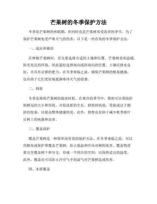 芒果树的冬季保护方法