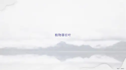 植物器官叶讲课文档