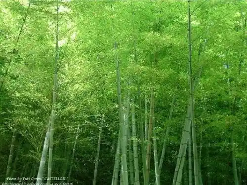 《笋芽儿》ppt课件