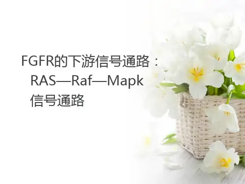 RAS—Raf—Mapk信号通路