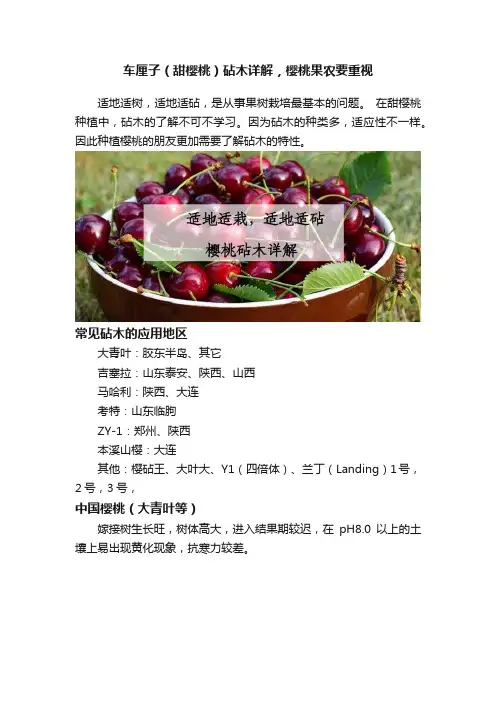 车厘子（甜樱桃）砧木详解，樱桃果农要重视