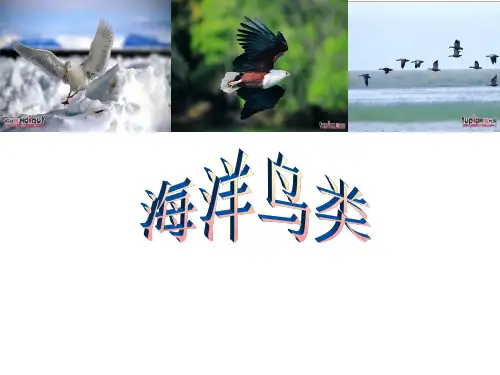 海洋鸟类