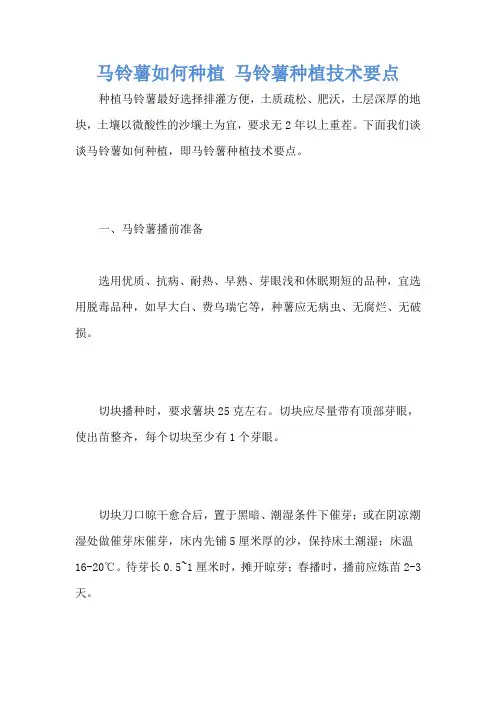 马铃薯如何种植 马铃薯种植技术要点