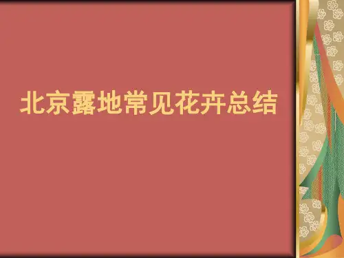 北京常见一二年生花卉总结