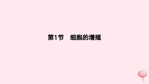 2024版高考生物一轮复习教材基础练：细胞的增殖教学课件