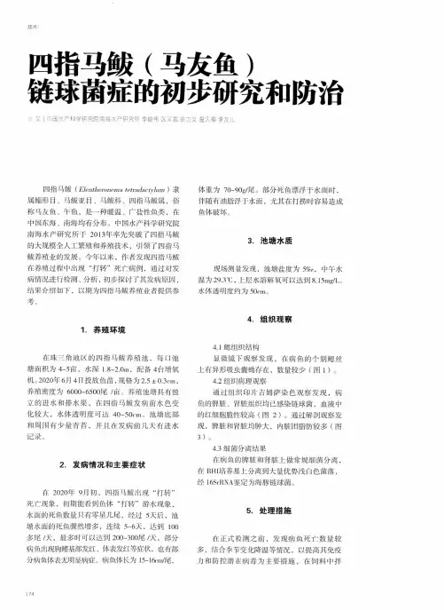 四指马鲅(马友鱼)链球菌症的初步研究和防治