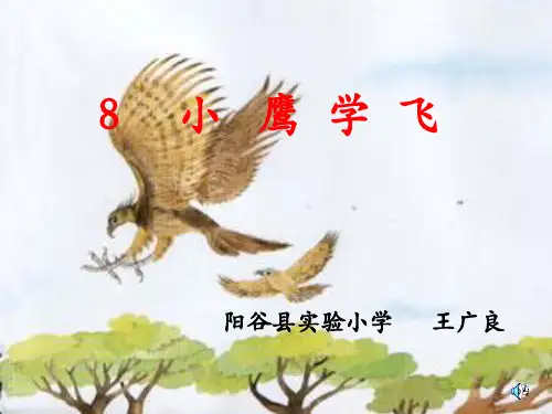 小鹰学飞精品PPT教学课件