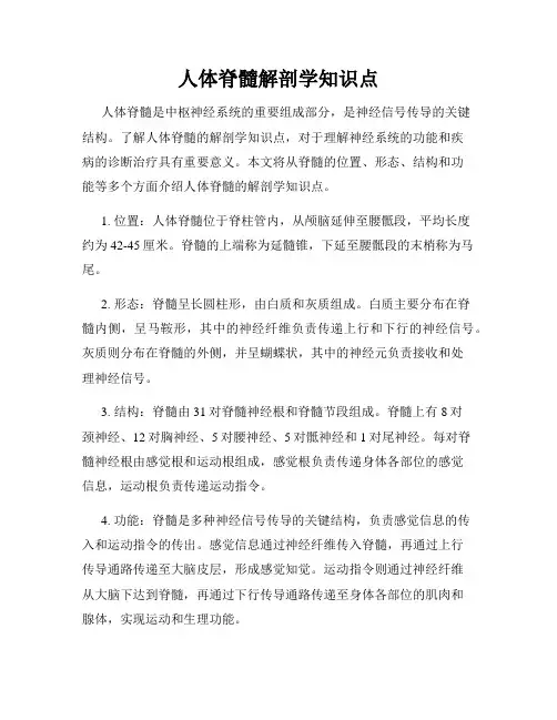 人体脊髓解剖学知识点