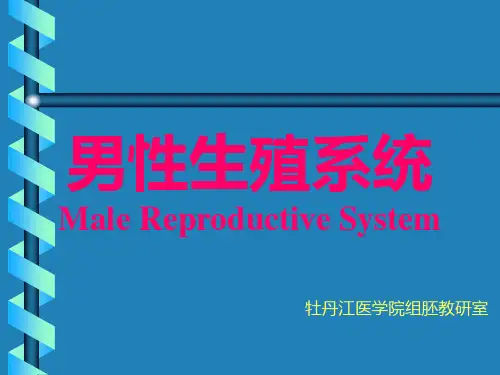 《男性生殖系统y》PPT课件