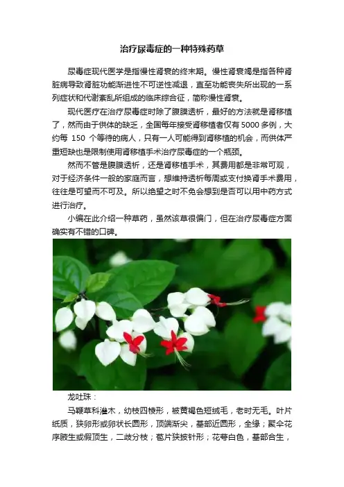 治疗尿毒症的一种特殊药草