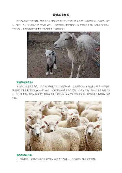 母绵羊有角吗